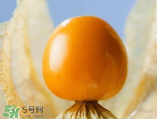 燈籠果是熱性還是涼性？燈籠果是涼性的嗎？