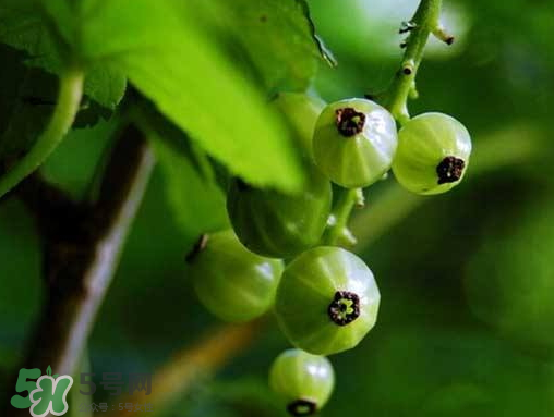 燈籠果什么時(shí)候種植？燈籠果怎么種植？