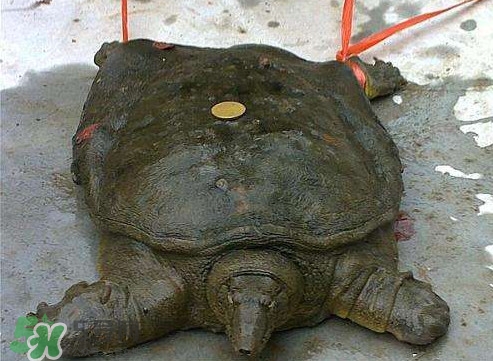 甲魚是熱性還是涼性？甲魚是淡水魚嗎