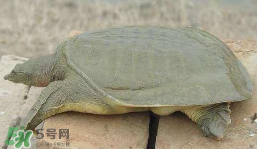 腳魚(yú)是什么？腳魚(yú)和烏龜?shù)膮^(qū)別