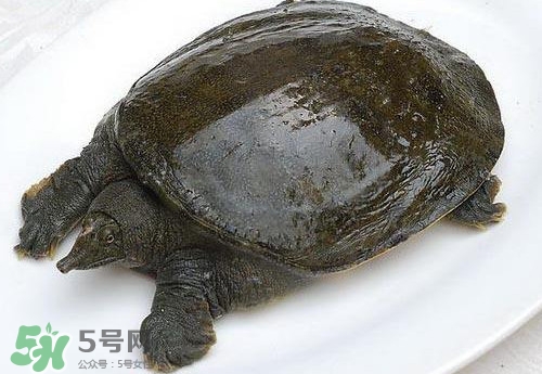 腳魚有靈性嗎？腳魚吃了有什么好處