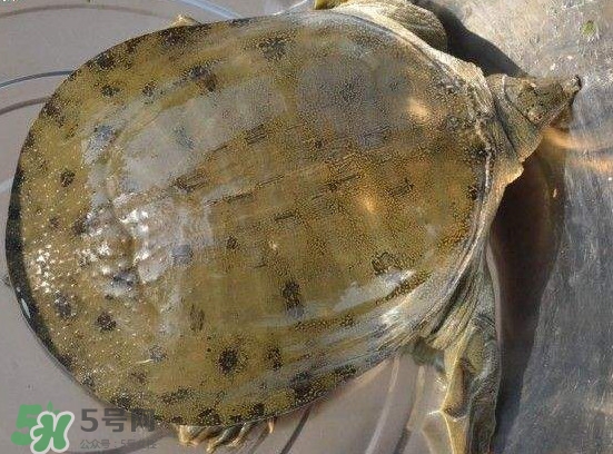 腳魚(yú)不能和什么一起吃？腳魚(yú)可以燉蟲(chóng)草嗎