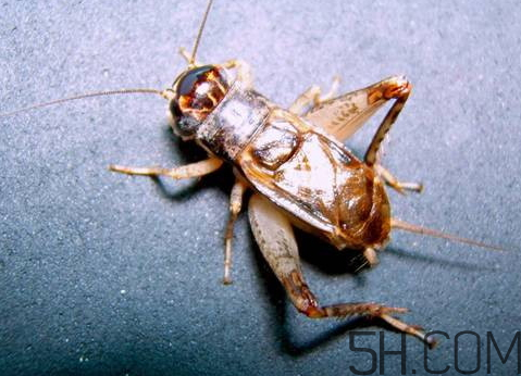 蟋蟀多少錢一只 蟋蟀怎么分公母 蟋蟀多少錢一只 蟋蟀怎么分公母