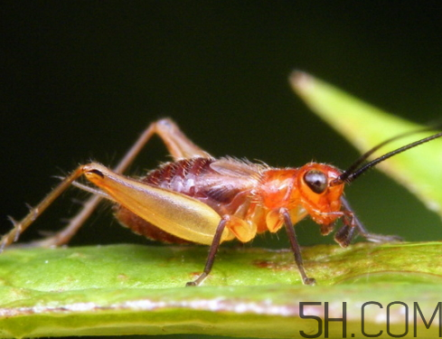 蟋蟀多少錢一只 蟋蟀怎么分公母 蟋蟀多少錢一只 蟋蟀怎么分公母