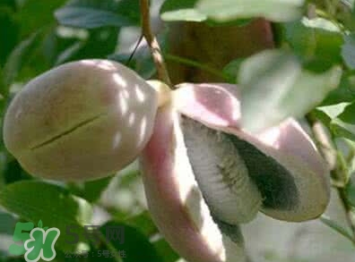 八月瓜能放冰箱嗎？八月瓜怎么保存？