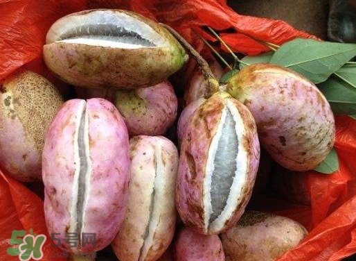 八月瓜孕婦能吃嗎？八月瓜的功效與作用