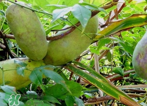 八月瓜能放冰箱嗎？八月瓜怎么保存？