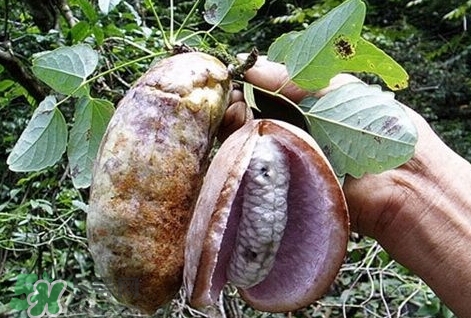 八月瓜能種植嗎？八月瓜怎么種植？