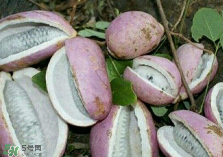 八月瓜能種植嗎？八月瓜怎么種植？
