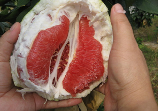 紅肉蜜柚可以儲存多久？紅肉蜜柚怎么挑選
