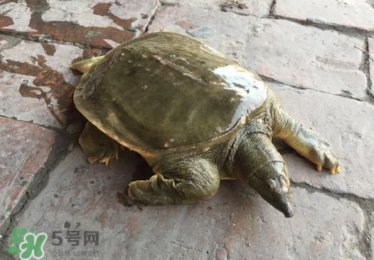 腳魚(yú)是什么？腳魚(yú)和烏龜?shù)膮^(qū)別