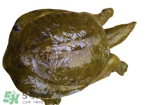 腳魚(yú)不能和什么一起吃？腳魚(yú)可以燉蟲(chóng)草嗎