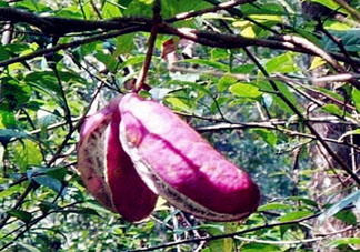 八月瓜能種植嗎？八月瓜怎么種植？