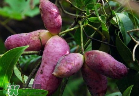 八月瓜孕婦能吃嗎？八月瓜的功效與作用