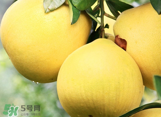 經(jīng)期能吃蜜柚嗎？蜜柚能和葡萄一起吃嗎
