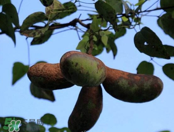 八月瓜能放冰箱嗎？八月瓜怎么保存？