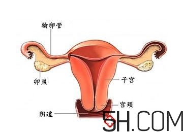 子宮畸形有哪些？子宮畸形有什么影響？