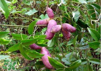 八月瓜孕婦能吃嗎？八月瓜的功效與作用