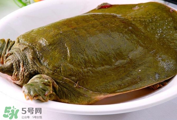 甲魚是熱性還是涼性？甲魚是淡水魚嗎