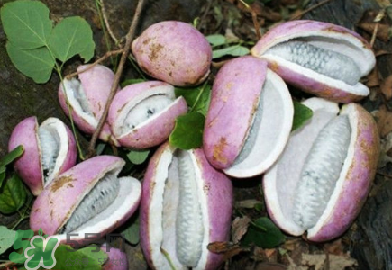 八月瓜的籽怎么吃？八月瓜籽的功效作用