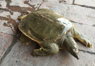 腳魚是什么？腳魚和烏龜?shù)膮^(qū)別