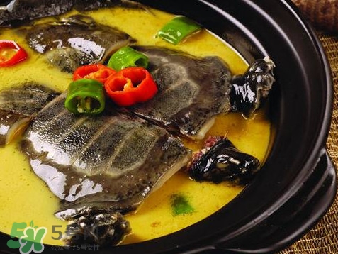 甲魚又叫什么？甲魚吃什么食物