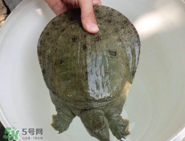 腳魚(yú)不能和什么一起吃？腳魚(yú)可以燉蟲(chóng)草嗎