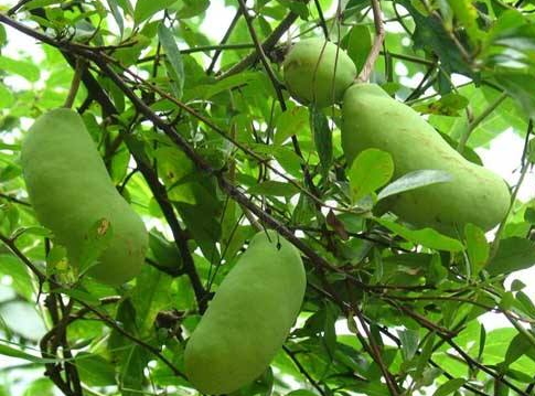 八月瓜的藥用價(jià)值有哪些？八月瓜能治什么病？
