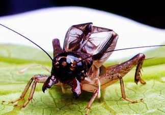 蛐蛐多少錢一只？2017蛐蛐價(jià)格