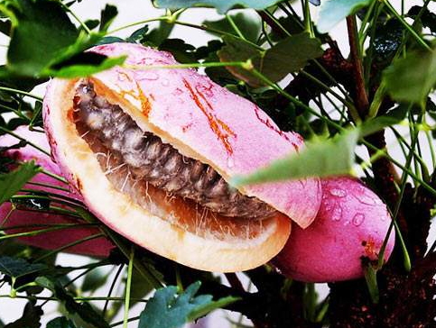 八月瓜的藥用價(jià)值有哪些？八月瓜能治什么?。?></p><h3>八月瓜好吃嗎</h3><p>八月瓜，名字就給人一種新鮮的感覺，作為一種野生果品的它，味道又是如何?曾經(jīng)有人說，還是不要吃八月瓜，因?yàn)槌粤酥缶镁貌荒芡浰奈兜馈ＭǔＨ藗兿氲降木褪?，苦口良藥，它既然有著這么多的功效，相信味道肯定是苦的，或者是怪怪的，真的是這樣嗎?</p><p>八月瓜鮮品是可以生吃的，它的果肉與籽都很滑，黑白分明又粘得很緊，很多人都說很好吃，因?yàn)槌墒炝说陌嗽鹿衔兜栏侍鹎鍧?，妙不可言。一口咬下去，它乳白多汁，香甜滑嫩，清潤芬芳，美味可口，遠(yuǎn)勝過蜂蜜呢。它完美的功效下，味道竟是如此的好，沒嘗過的我，也是醉了。如果有機(jī)會(huì)還真的想嘗嘗，其他忍不住想要嘗嘗鮮的親們，不妨一試哦。</p><p style=