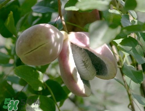 八月瓜可以補(bǔ)腎嗎？八月瓜的營養(yǎng)價(jià)值