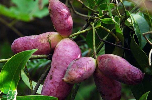 八月瓜能放冰箱嗎？八月瓜怎么保存？