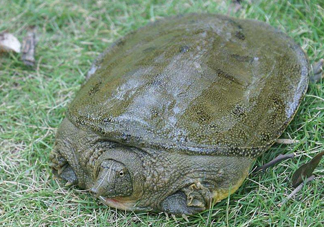 腳魚(yú)怎么殺？腳魚(yú)孕婦可以吃嗎