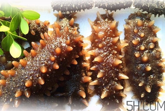 海參能和西紅柿一起吃嗎？海參和什么一起吃最好？