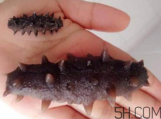 海參是海鮮嗎？海參是動(dòng)物還是植物？