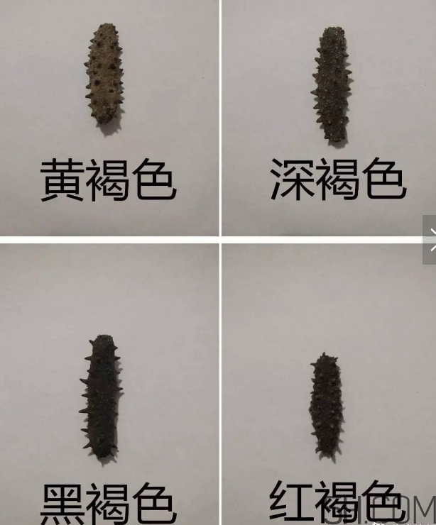 海參顏色深好還是淺好？海參顏色發(fā)白時(shí)怎么回事？