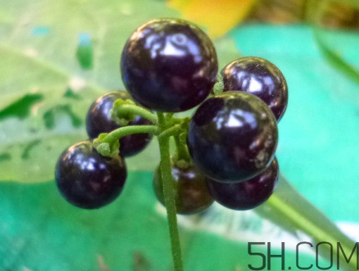 龍葵果泡酒有什么功能？龍葵果的功效與作用