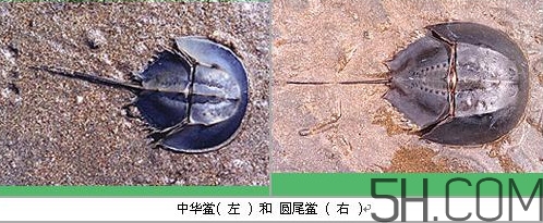 中華鱟是保護(hù)動物嗎？中華鱟和圓尾鱟的區(qū)別
