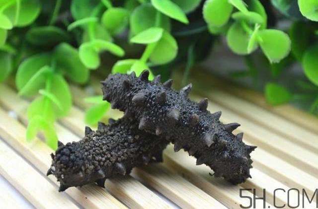 海參是越大越好嗎？海參的生長年限與營養(yǎng)價值有關(guān)嗎？