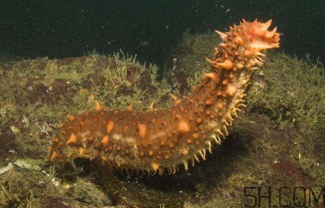 海參是海鮮嗎？海參是動(dòng)物還是植物？