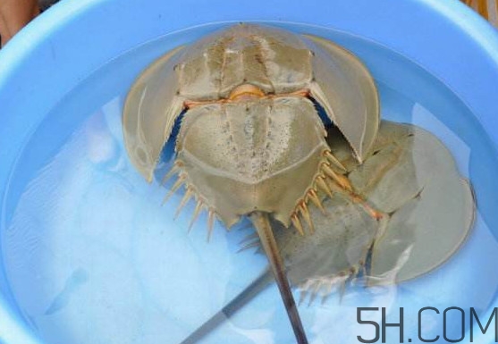 中華鱟能吃嗎？中華鱟怎么讀