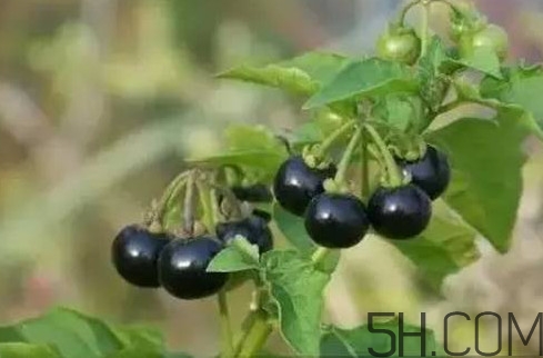 龍葵果是黑天天嗎？龍葵果是黑枸杞嗎？