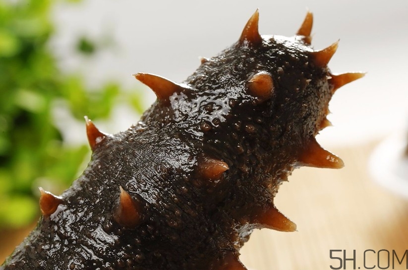 海參是海鮮嗎？海參是動(dòng)物還是植物？
