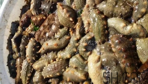 海參顏色深好還是淺好？海參顏色發(fā)白時(shí)怎么回事？