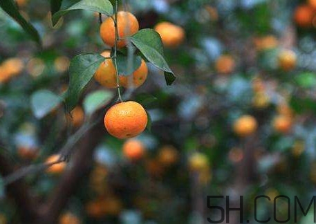 沙糖桔什么時(shí)候施鉀肥？沙糖桔什么時(shí)候種植