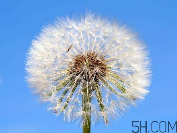 蒲公英能去胎毒嗎？吃什么可以去胎毒？