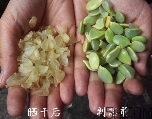 皂角米什么人不能吃？皂角米什么地方產(chǎn)的好？