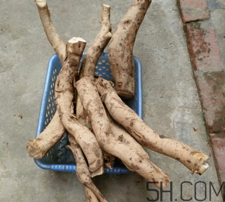 牛蒡是牛大力嗎？牛蒡和牛大力的區(qū)別