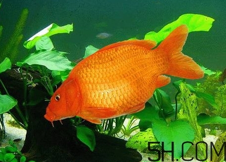 荷包紅鯉魚(yú)多少錢(qián)一斤？荷包紅鯉魚(yú)能吃嗎