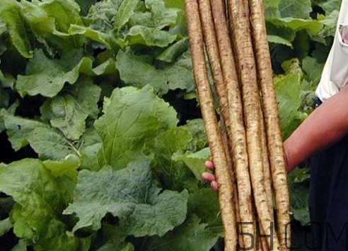 牛蒡要種多久才可以收割？女性喝牛蒡茶有什么好處